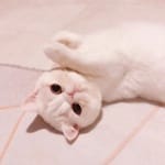 Felipe Madrid avatar